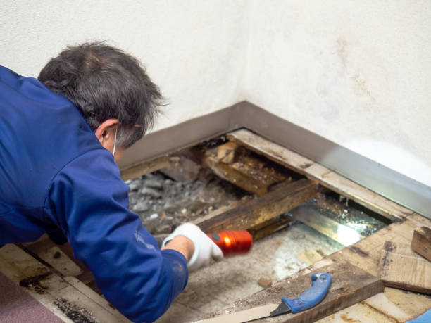 Mold Testing and Removal in Inwood, NY