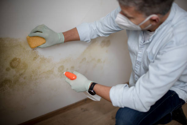 Best Toxic Mold Removal  in Inwood, NY
