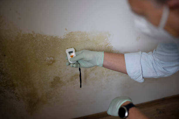 Best Mold Testing and Removal  in Inwood, NY