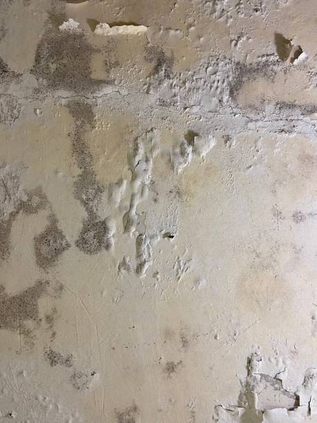 Best Toxic Mold Removal  in Inwood, NY