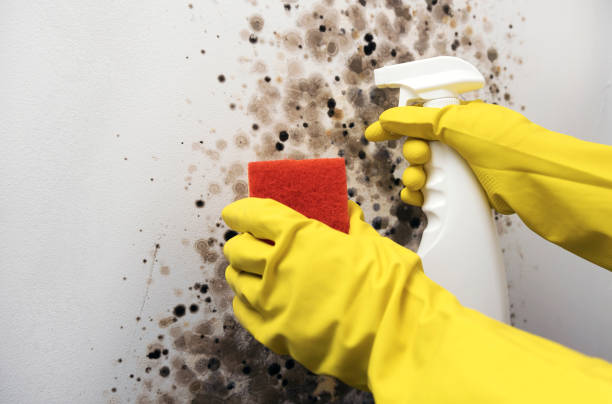 Best Residential Mold Removal  in Inwood, NY