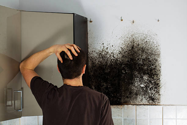 Best Residential Mold Removal  in Inwood, NY