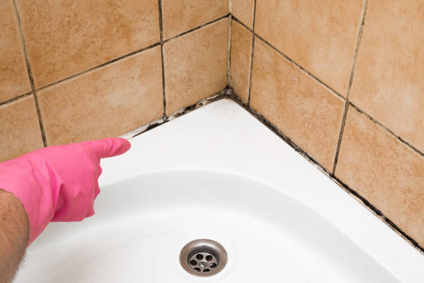 Best Local Mold Removal Service  in Inwood, NY